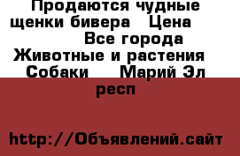 Продаются чудные щенки бивера › Цена ­ 25 000 - Все города Животные и растения » Собаки   . Марий Эл респ.